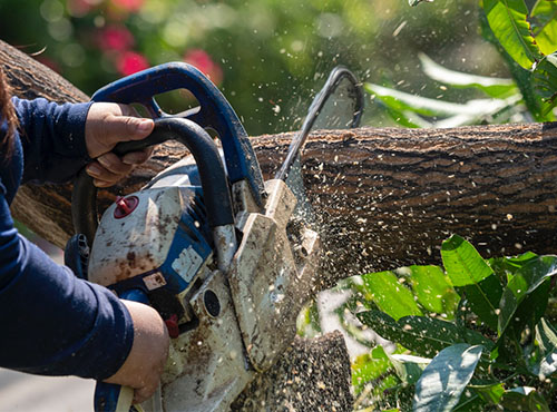 Tree Removal