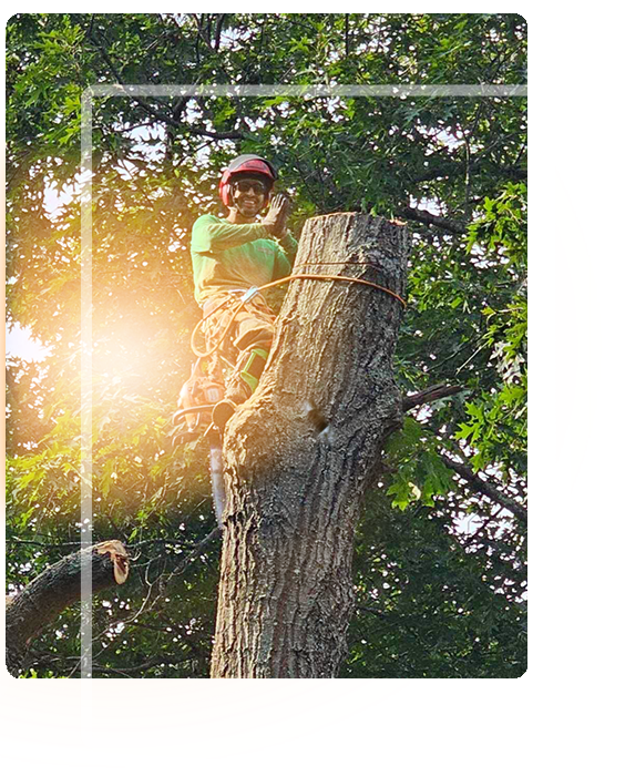 Pratas Tree Services in Massachusetts