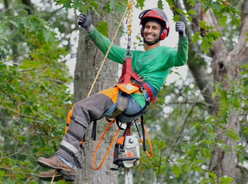 Pruning & Tree Services